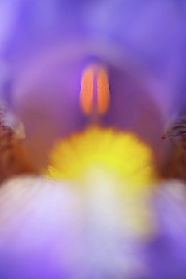 Iris Photograph - Inner Fluorescence by Jenny Rainbow