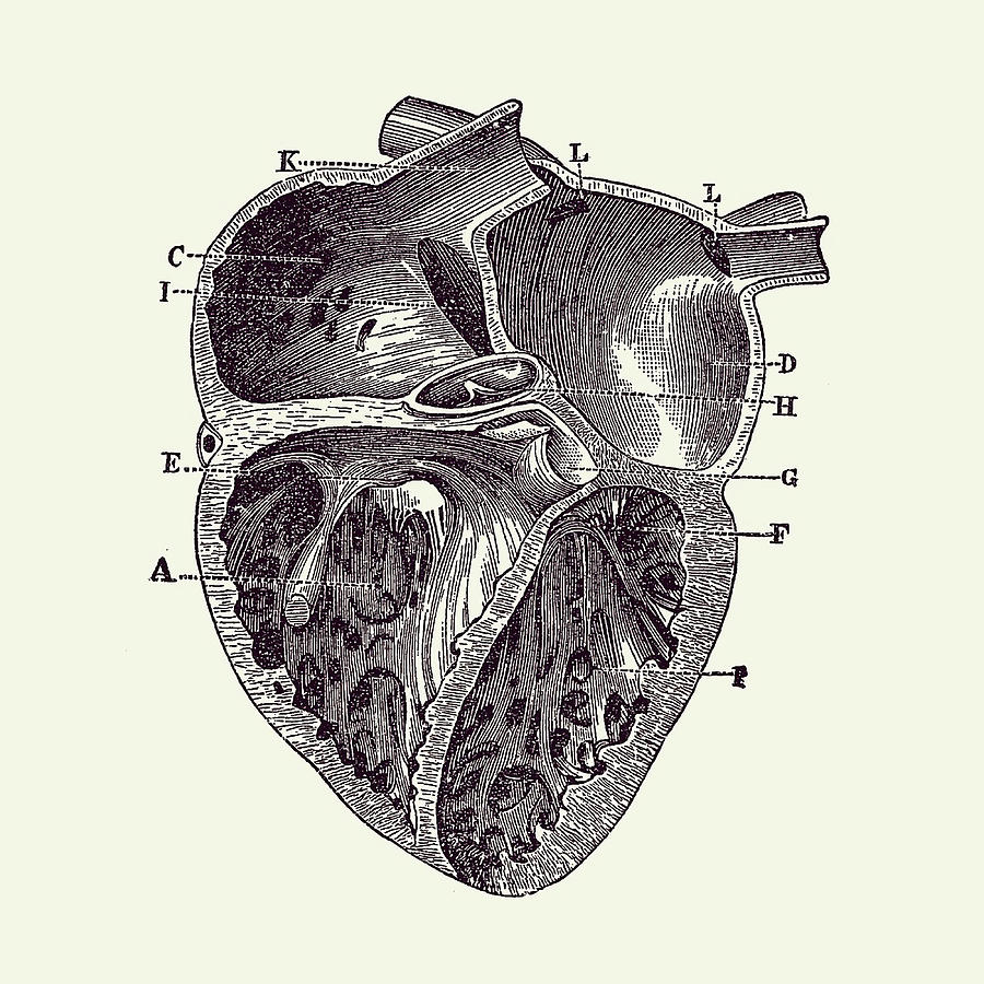 Inner Heart Diagram Vintage Anatomy Painting by Walsh Lee | Pixels