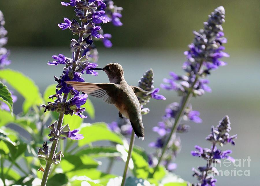 Inner Hummingbird World Photograph by Carol Groenen
