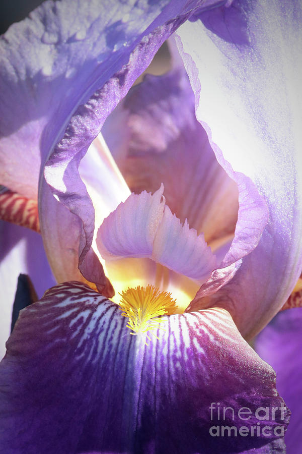 Inner Iris Photograph by Carol Groenen