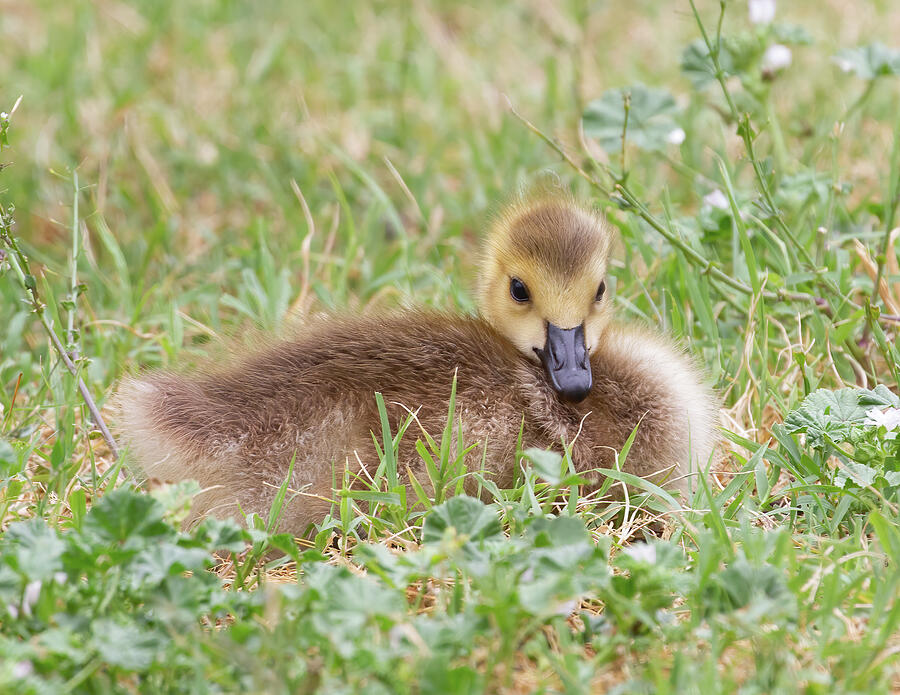 Innocent Gosling - Canada Goose Photograph by Chris Scroggins Innocent Gosling - Canada Goose Photograph by Chris Scroggins