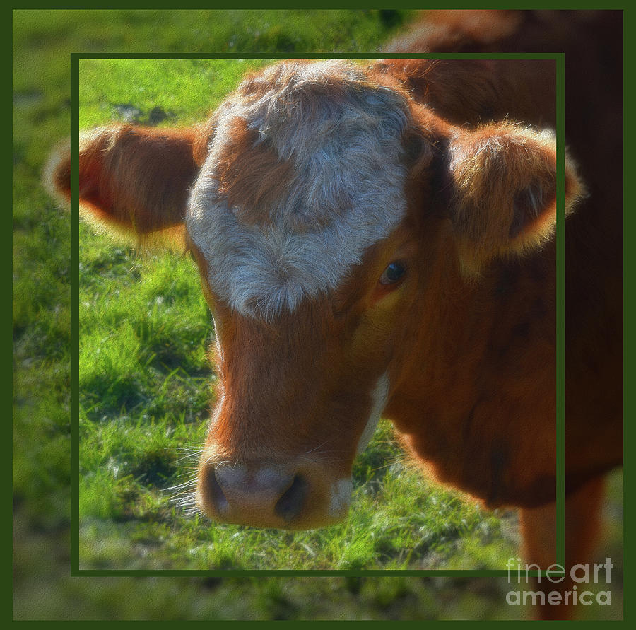 Inquisitive Cow Photograph by Yvonne Johnstone