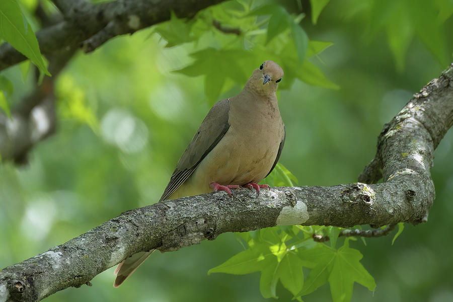 Inquisitive Dove Photograph by Lee Manns