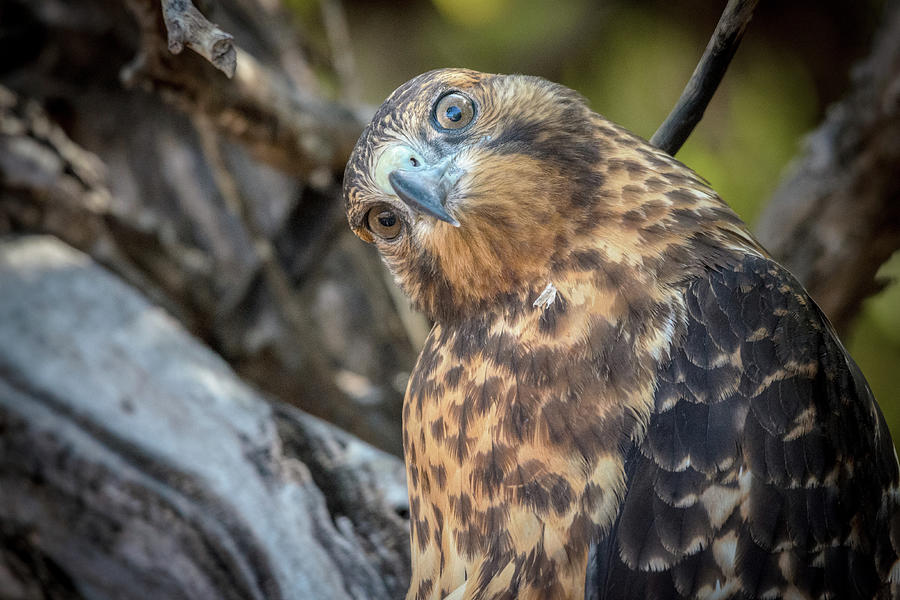 Inquisitive Galapagos Hawk Photograph by Adrian O Brien