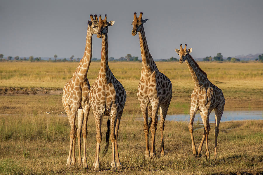 Inquisitive Giraffe Photograph by MaryJane Sesto