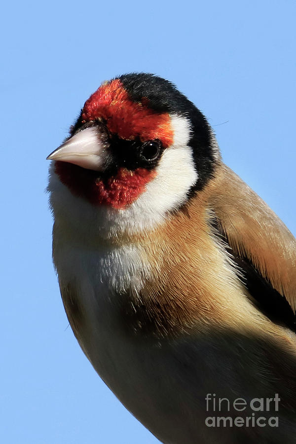 Inquisitive Goldfinch Photograph by Terri Waters
