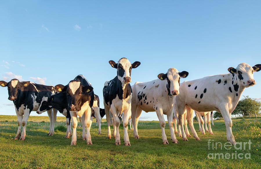 Cow Photograph - Inquisitive Holstein Friesians by Tim Gainey