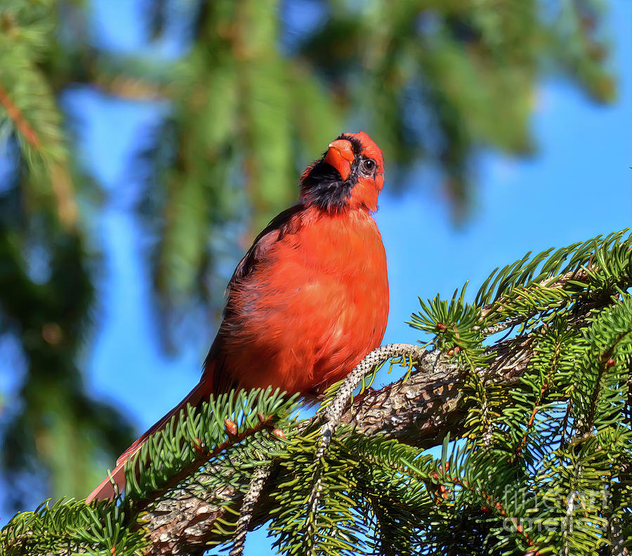 Inquisitive Male Cardinal Photograph by Kerri Farley