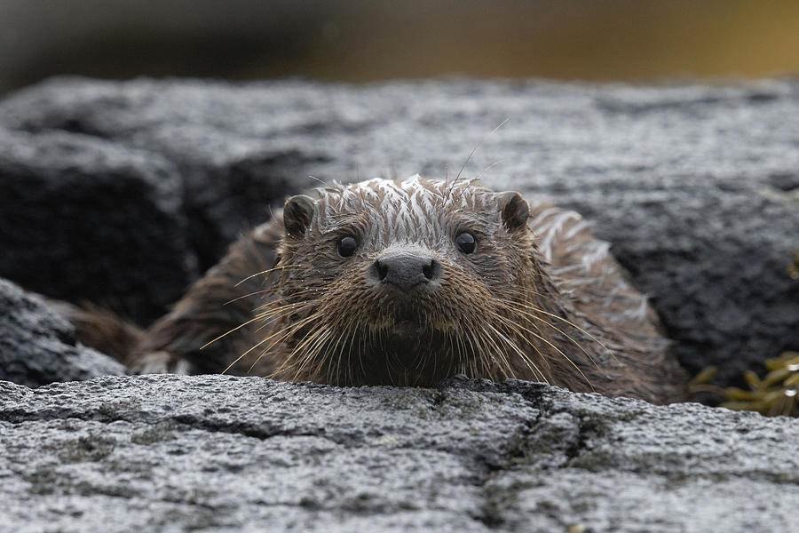 Inquisitive Otter Cub Photograph by Pete Walkden