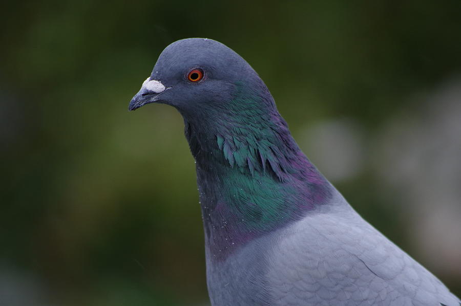 Inquisitive Pigeon Photograph by Bernie Macht - Fine Art America