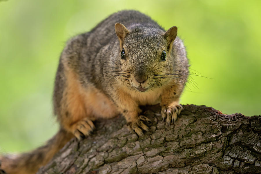 Inquisitive Squirrel Photograph by MaryJane Sesto