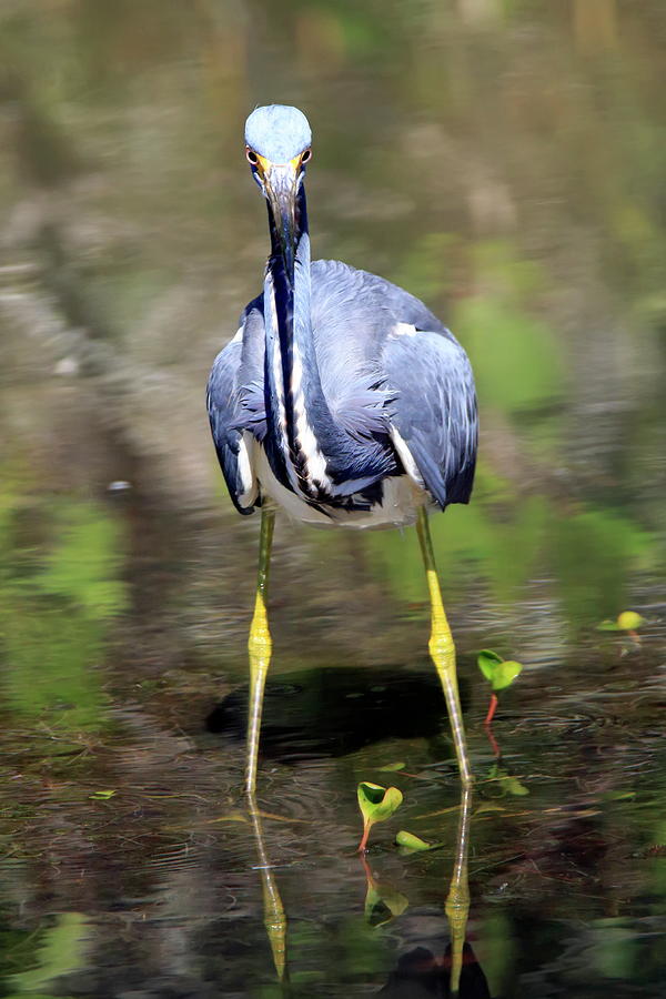 Inquisitive Tricolor Heron Photograph by Daniel Caracappa - Fine Art ...