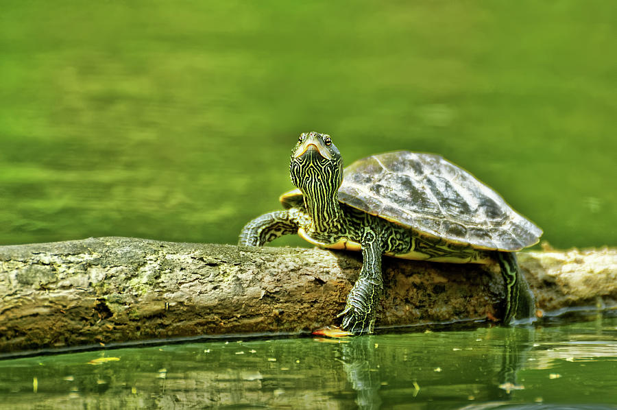 Inquisitive Turtle Photograph
