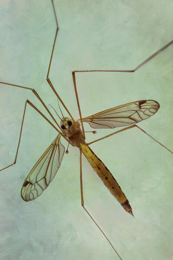 Abstract Photograph - Insect Abstract - Crane Fly by Patti Deters