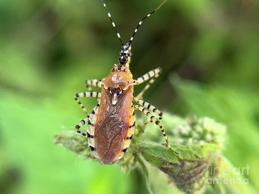 Insect Assassin bug Photograph by Catherine Wilson