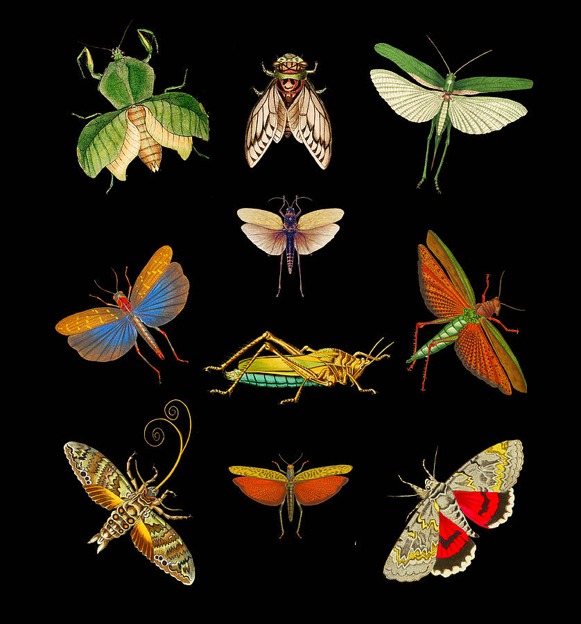 Insect Beauties Mixed Media by Lorena Cassady