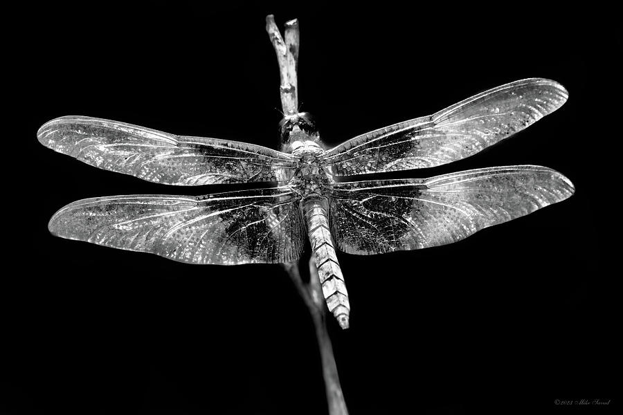 Insect - Dragonfly - A good omen Photograph by Mike Savad