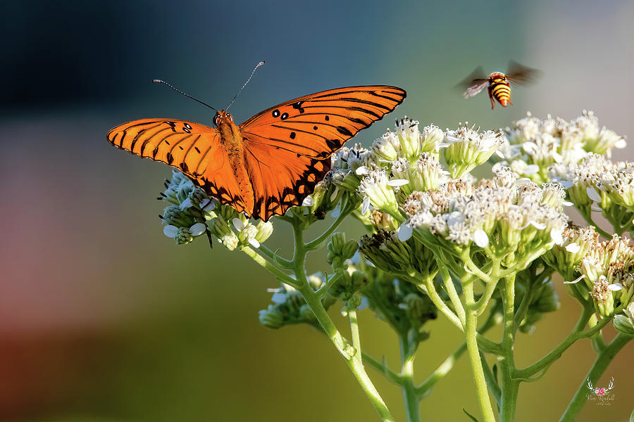 Insect Friends Photograph by Pam Rendall