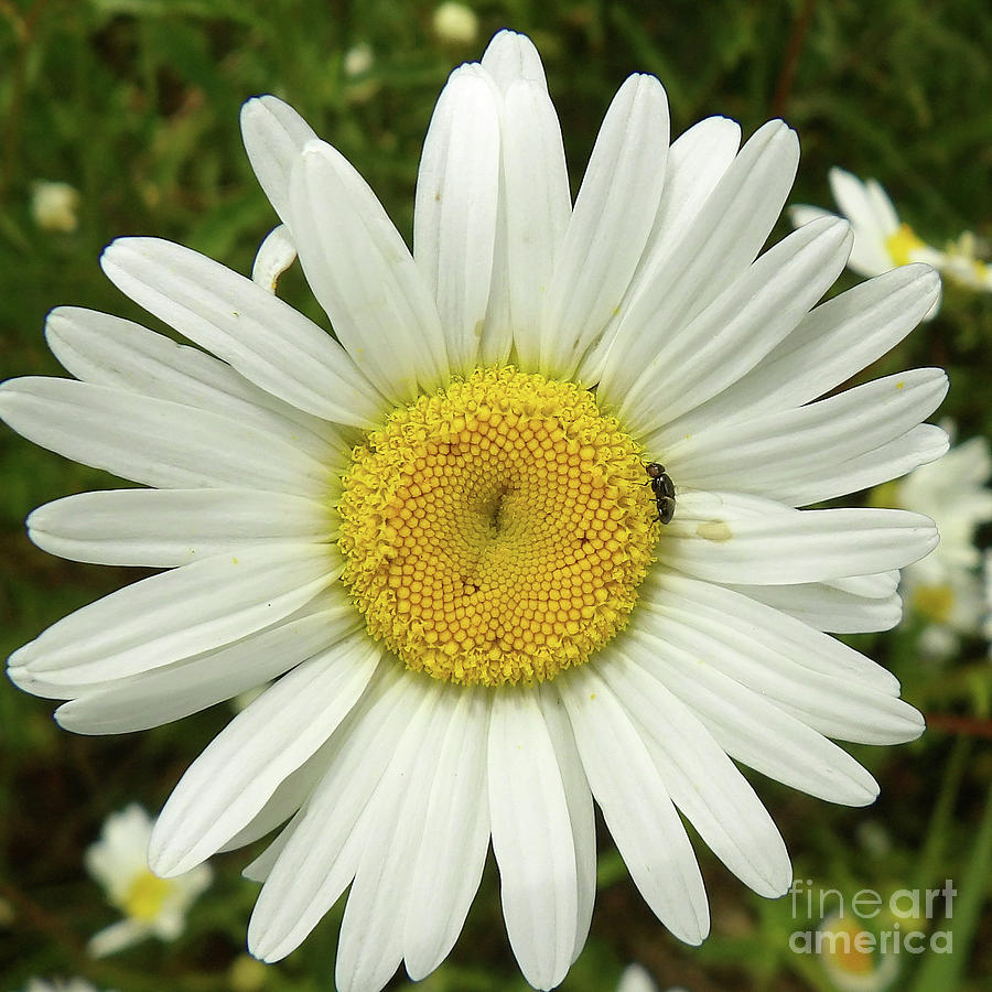 Insect On A Daisy Photograph by Linda Vanoudenhaegen