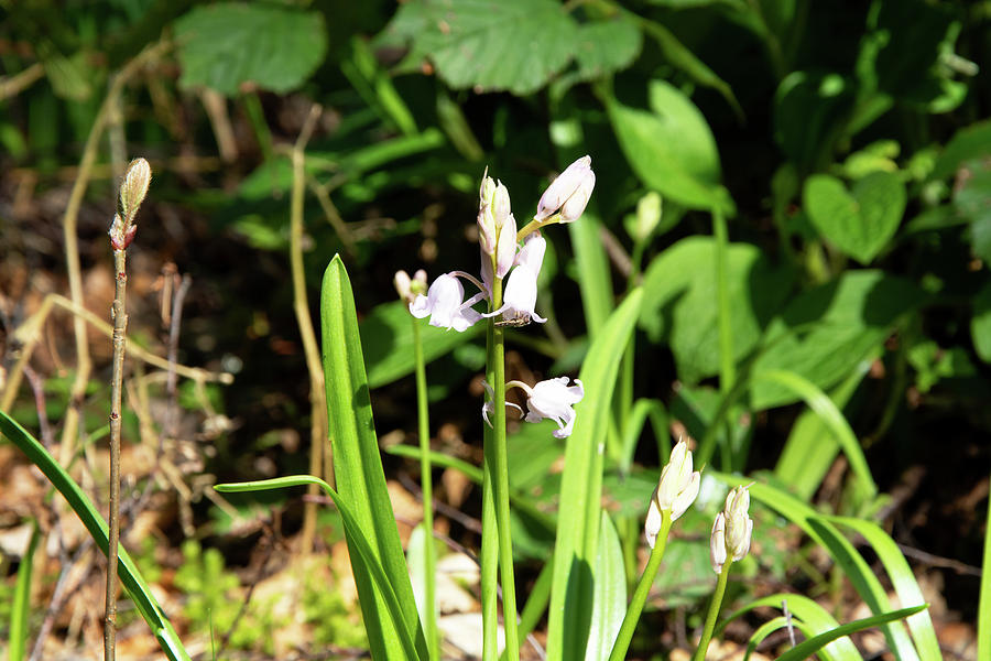 Nature Photograph - Insect on Bluebell by Alternative Perspectives Nature Photograph - Insect on Bluebell by Alternative Perspectives