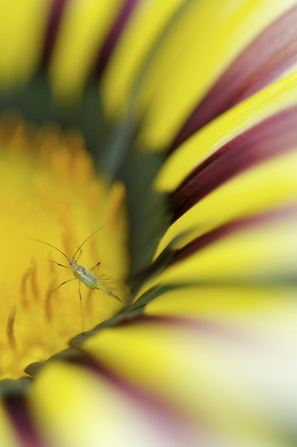 Insect on Gazania flower Photograph by Jonathan Nourok