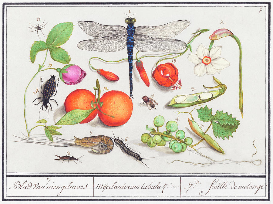 Insects and Fruit. de Boodt Mixed Media by World Art Collective