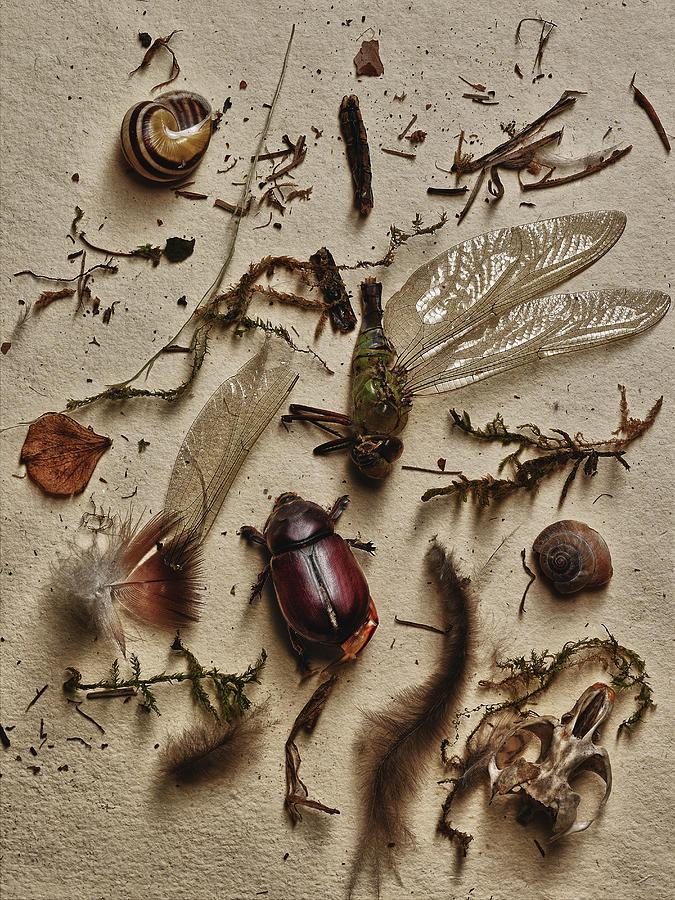 Insects and other elements from nature Photograph by Image Source