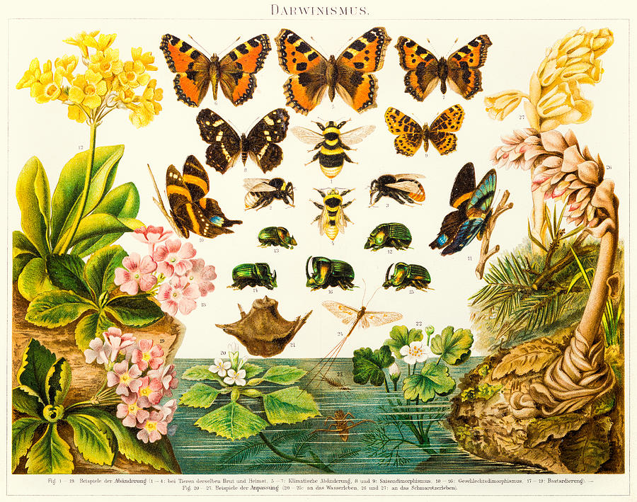 Insects butterflies  lithograph 1895 Drawing by Thepalmer