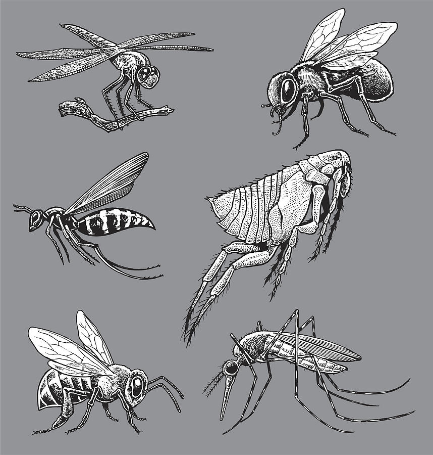 Insects - Mosquito, Wasp, Bee, Fly, Flea, Dragonfly Drawing by KeithBishop