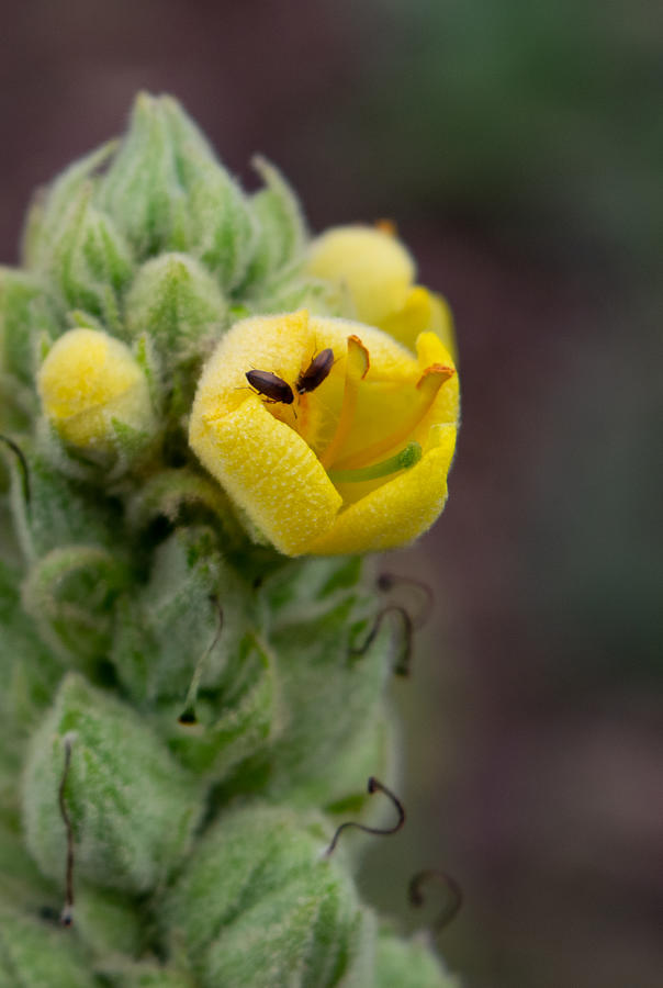 Insects on Mullein Flower Photograph by Bonny Puckett