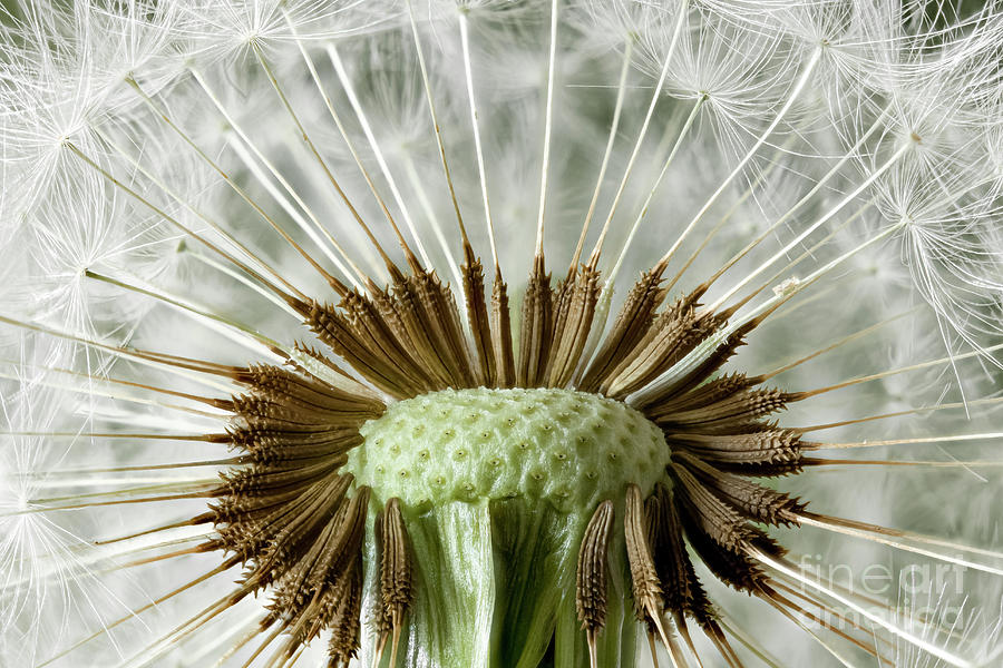 Inside a dandelion seed head macro Photograph by Simon Bratt