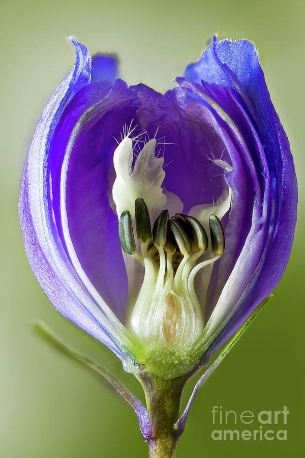 Inside a Delphinium flower bud macro Photograph by Simon Bratt