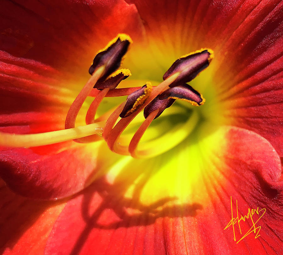 Inside a Flower Photograph by DC Langer