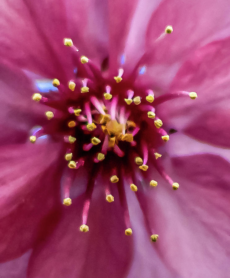 Inside A Flower Photograph by Rick Nelson