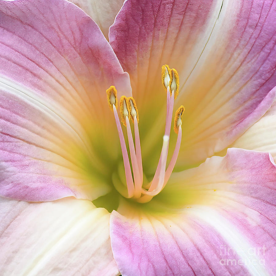 Inside A Lily  Photograph by Kerri Farley