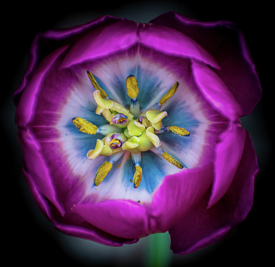 Inside A Pink Tulip Photograph by Len Bomba