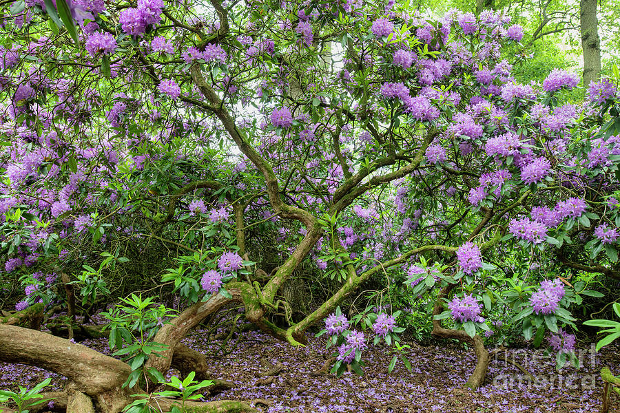 Inside a Pontic Rhododendron Bush Photograph by Tim Gainey