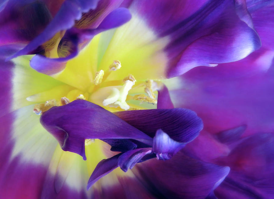 Inside A Purple Tulip Photograph by Johanna Hurmerinta