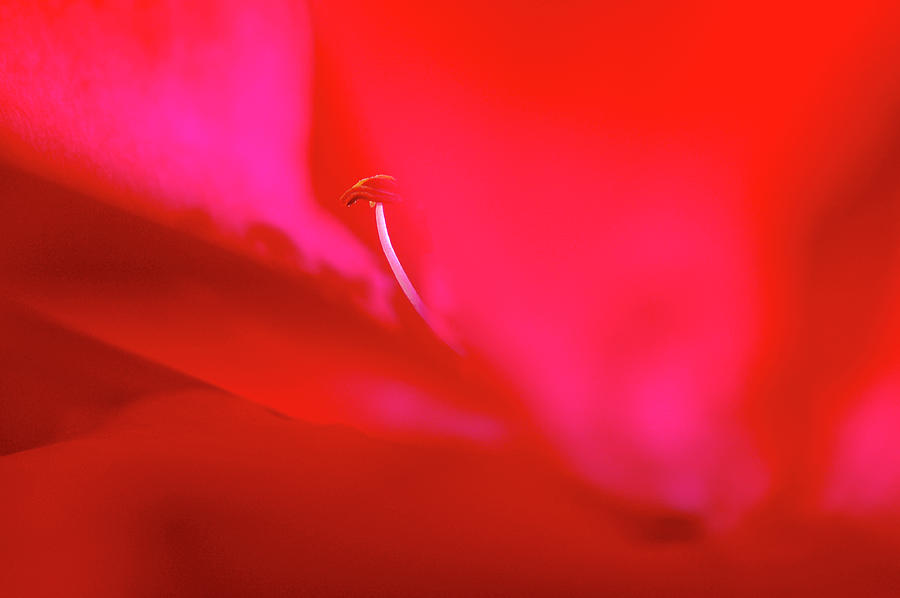 Inside a red rose 1 Photograph by Dubi Roman