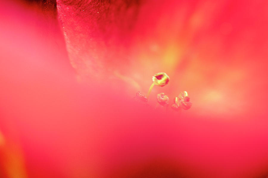 Inside a rose 2 Photograph by Dubi Roman