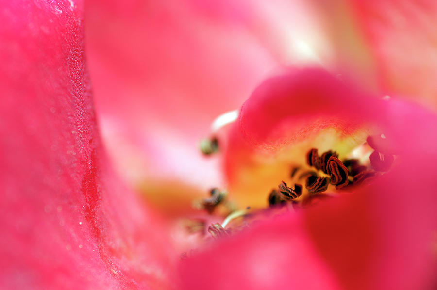 Inside a rose 1 Photograph by Dubi Roman