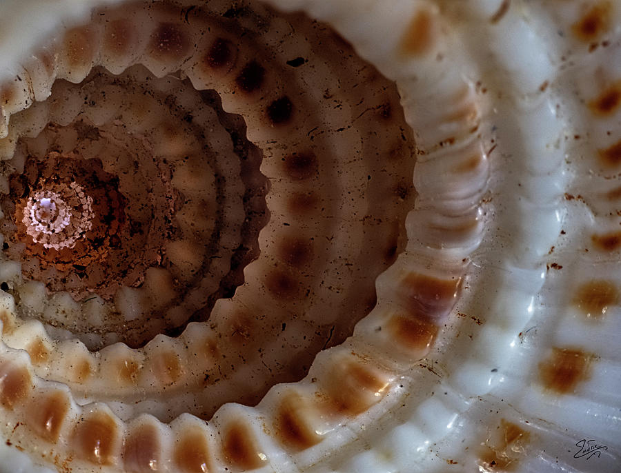 Inside A Tiny Seashell Photograph by Endre Balogh