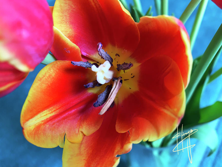 Inside A Tulip Photograph by DC Langer
