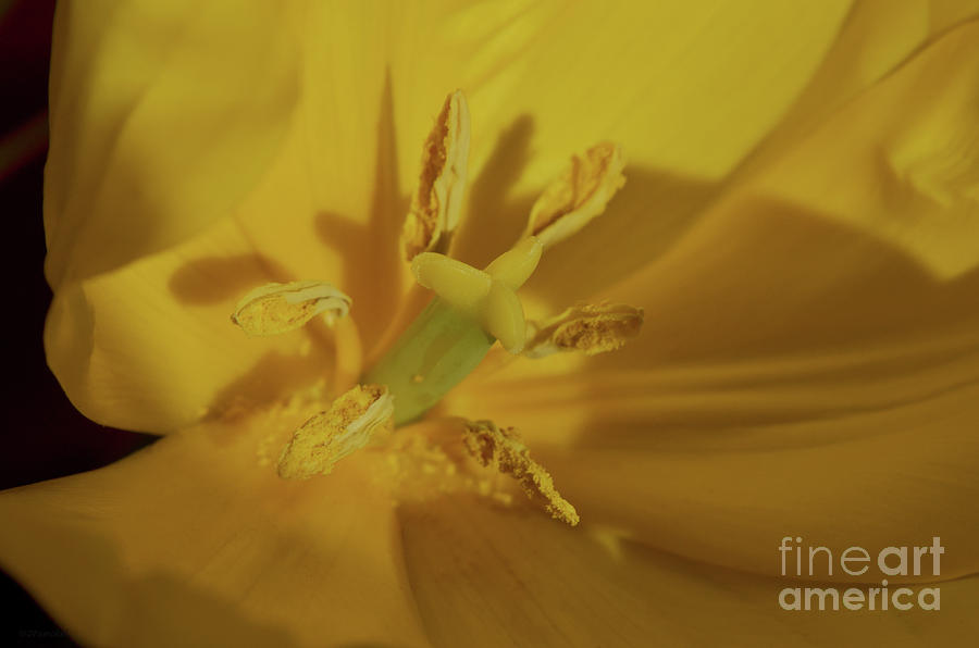 Inside a Tulip Photograph by Debby Pueschel