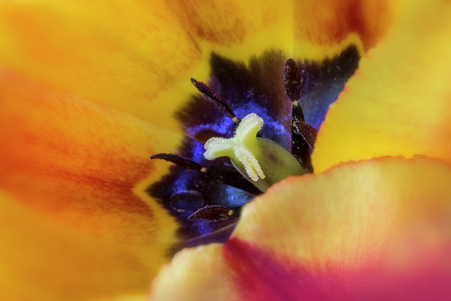 Inside a Tulip Photograph by Patti Deters
