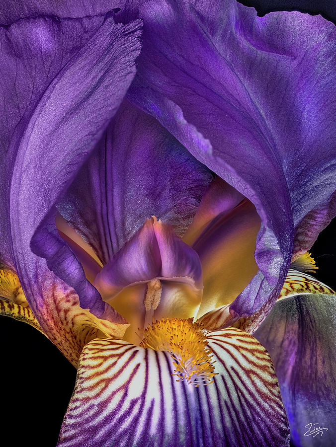 Inside An Iris Photograph by Endre Balogh