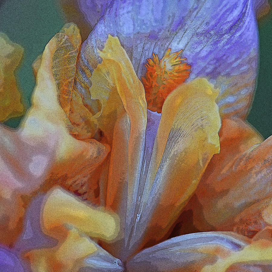 Inside An Iris Photograph