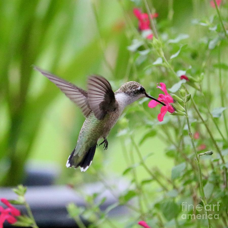 Inside Hummingbird World Photograph by Carol Groenen