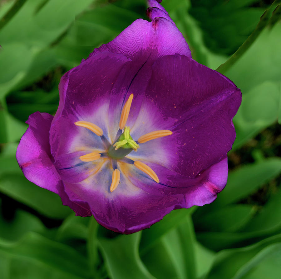 Inside Photograph By Joy Rector Fine Art America