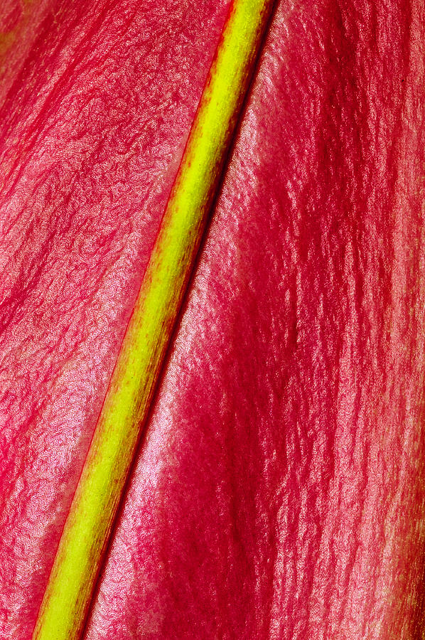 Inside Of A Lily Photograph by Xavier Cardell
